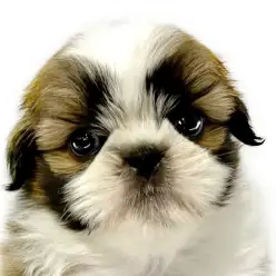 【 シーズー 】おっとり癒し系！白楽店にむちコロ女子が仲間入り