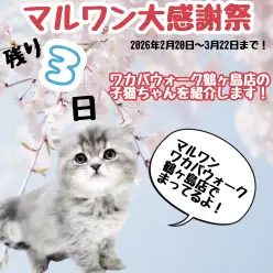 【 お知らせ 】お客様大感謝祭ラストスパート！ワカバウォーク鶴ヶ島店の子猫紹介！