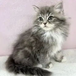 【 サイベリアン 】気品と愛らしさを併せ持つサイベリアンが志村坂下店に仲間入り!