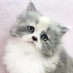 【 サイベリアン 】希少カラーリングのサイベリアンちゃんが志村坂下店に仲間入り!