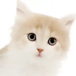 【 サイベリアン 】大人気クリームカラー！警戒心ゼロの超絶甘えん坊な女の子！