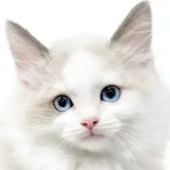 【 ラグドール 】ぬいぐるみみたい！初心者にもおすすめの女の子