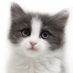 【 ノルウェージャンフォレストキャット 】甘えん坊すぎ注意！？癒しの長毛猫