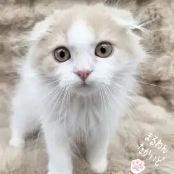 【 スコティッシュ 】性格も良く飼いやすい!王子級美形にゃんこ!