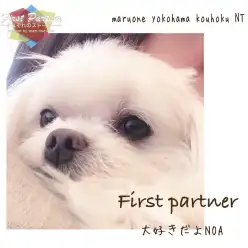 【 ファーストパートナー 】マルワン横浜 港北NT店スタッフ野島の愛犬物語!