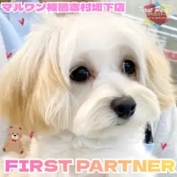 【 ファーストパートナー 】 マルワン板橋志村坂下店スタッフ池端の推し犬物語！