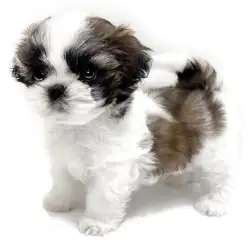 【 シーズー 】クルンと巻毛が愛らしい甘えん坊の男の子