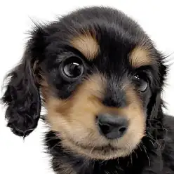 【 ミニチュアダックスフント 】ブラタンカラーの小柄で超美人の女の子登場!