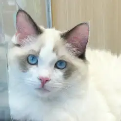 【 ラグドール 】更に広いお部屋にお引越し！ラグちゃんのお部屋紹介ツアー！