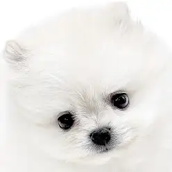 【 ポメラニアン 】春風に乗って極上のプレミアムワンコが白楽店に仲間入り！