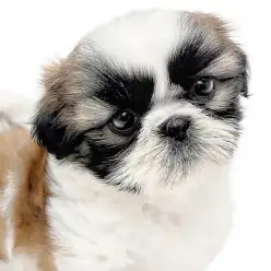 【 シー・ズー 】うちの子目印はハートマーク！理想的な鼻ぺちゃ＆むちむちボディ！