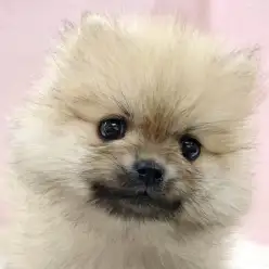 【 ポメラニアン 】手のひらサイズの小柄ボディ！ポメラニアンの女の子が仲間入り！