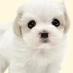 【 マルキャバ 】激レアMIX犬！特別感満載の可愛過ぎる女の子が埼玉川口に登場！