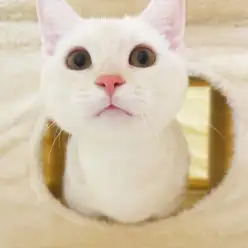 【 マンチカン 】短足にもキャットタワーって必要？新しいアイテム紹介！