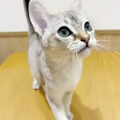 【 シンガプーラ 】甘えん坊のシンガプーラちゃんのお家が決定しました！