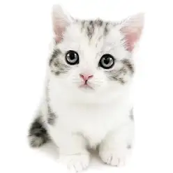 【 マンチカン 】綺麗なカラーの短足マンチカン入店！ほっこり北通vol.277