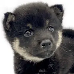 【 豆柴 】豆柴をお探しの方！必見！黒色の被毛を持った男の子が志村坂下店に登場