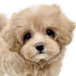 【 マルプー 】マルチーズ✕トイプードル！アニメの世界からやってきた美少女！