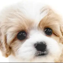 【 キャバション 】容姿も性格も魅力爆発！キャバリアとビションのMIXの女の子！