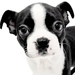 【 ボストンテリア 】タキシードがよく似合う！愛されオーラ満点の癒し系ガール！