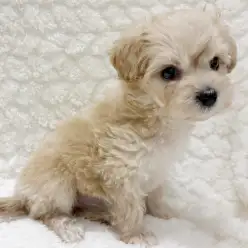 【 MIX 】守りたくなる可愛さ!癒し系マルプーちゃん登場！