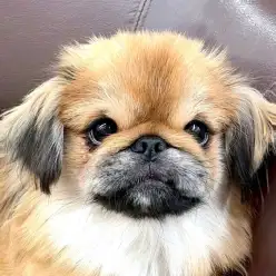 【 ペキニーズ 】志村Times16号！可愛さを更新中の癒し代表ペキニーズちゃん