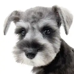 【 ミニチュアシュナウザー 】シュナカットの小さなお嬢様が最高に可愛い!