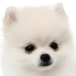 【 ポメラニアン 】可愛さ無限大!極上ポメラニアンが横浜元町店にやってきた!!