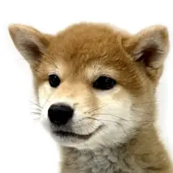 【 柴犬 】お迎え時期の絶好のチャンス！観察上手で距離感が心地よい赤柴ガール