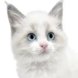 【 ラグドール 】優しい瞳の元気いっぱいな甘えん坊な美猫登場！