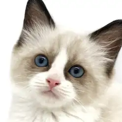 【 ラグドール 】癒し度満点!人が大好きな甘えん坊の女の子