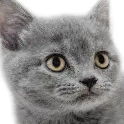 【 ブリティッシュ 】父はICCダブルチャンピオン!サラブレッドたる可愛らしさ!