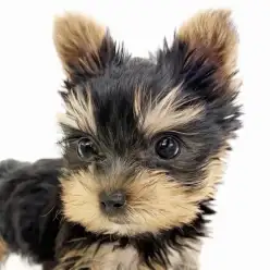 【 ヨークシャーテリア 】穏やかな性格の女の子♪ ほっこり北通vol.281