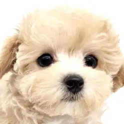 【 マルプー 】性格良し！ビジュアル良し！食欲バッチリ健康優良児！