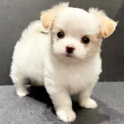 【 MIX 】大人気MIX！マルチーズ×チワワの反則級に可愛い女の子