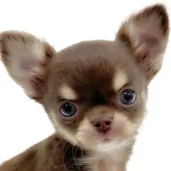 【 チワワ 】お顔も性格もプレミアムな男の子！！