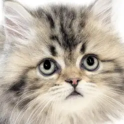 【 ラガマフィン 】エレガントと可愛いのコラボ！穏やかで懐っこい適応力抜群男子！