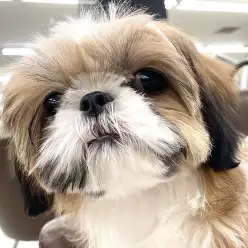 【 シーズー 】生後4ヶ月半の愛嬌満点な女の子！最新情報をお届け！