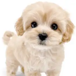 【 プーマル 】トイプードル×マルチーズ！可愛すぎるMIX界絶対的エース降臨！