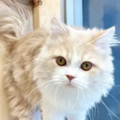 【 サイベリアン 】存分にナデナデを堪能出来る広いお部屋にお引越し！