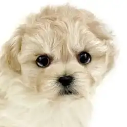 【 MIXマルプー 】おっとり穏やかな癒し系の女の子 ほっこり北通vol.280