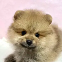 【 ポメラニアン 】きょとんとした顔に釘付け！たぬき顔ポメが襲来しました！