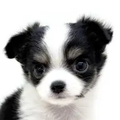 【 チワワ 】生後3ヶ月トイレも完璧、綺麗好きで甘えん坊な女の子