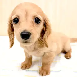 【 ミニチュアダックスフント 】困り顔の癒し系イエローダックスちゃん！