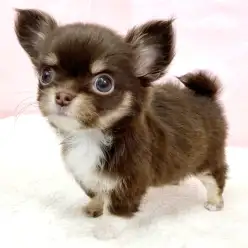 【 チワワ 】極小ボディに詰まったプレミアムな可愛さ！チョコタンカラーの女の子！