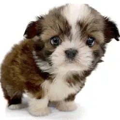 【 MIX 】人気なのに滅多に出会えない!チワワ×シーズーのチワズーちゃん登場!