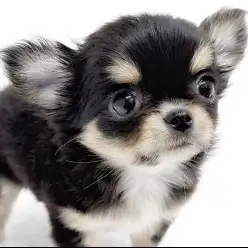 【 チワワ 】仲間入りして1か月！生後3か月のプレミアム少女から可愛いお知らせ！