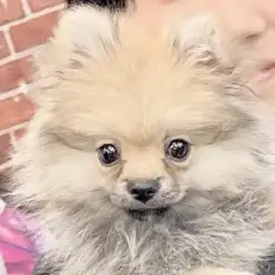 【 ポメラニアン 】お家が決まったよ！おめでとうポメちゃん！