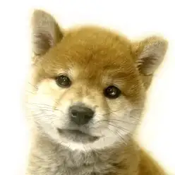 【 柴犬 】愛らしさと凛々しさを併せ持つ赤柴ちゃん