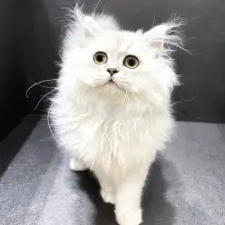 【 ペルシャ 】温厚で人が好き！とっても甘えん坊な男の子